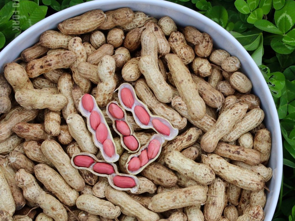 a large bowl of freshly harvested Valencia Peanuts that have pink skins.