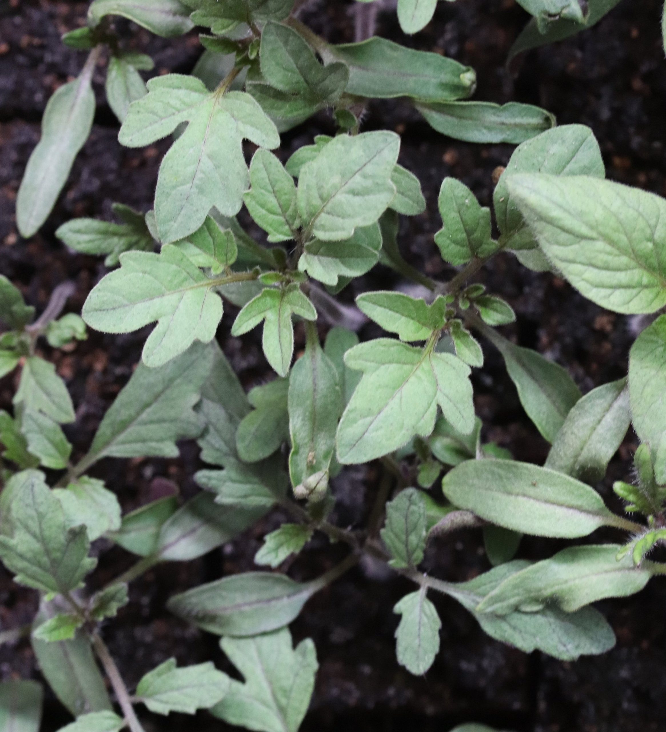 How I Select my Tomato Varieties