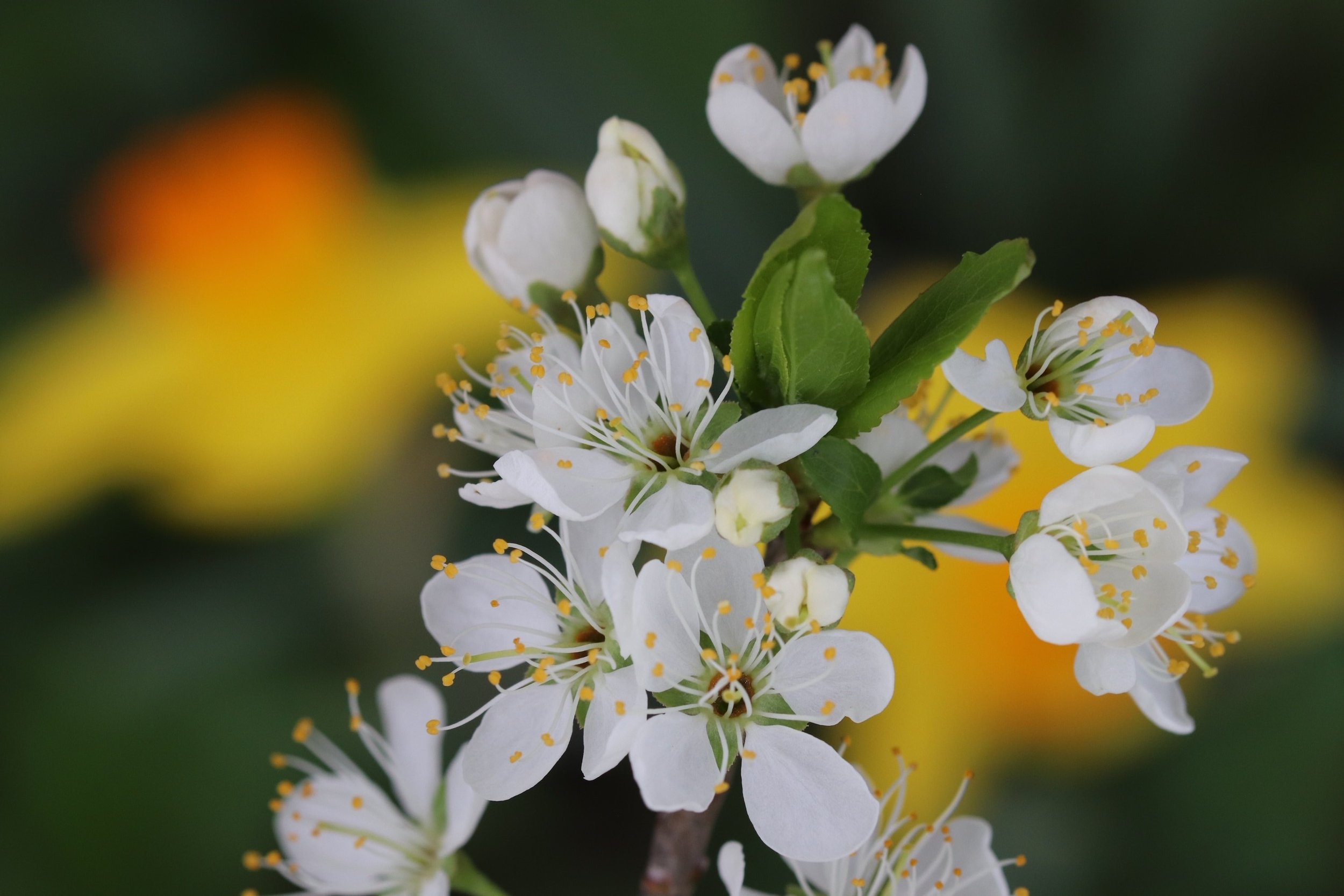 The Benefits of a Late Spring