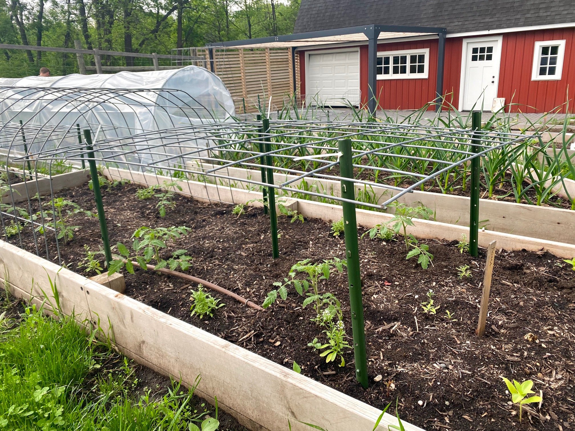 Determinate Tomato Trellising Experiment