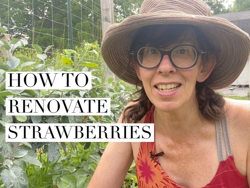 How To Renovate Strawberries