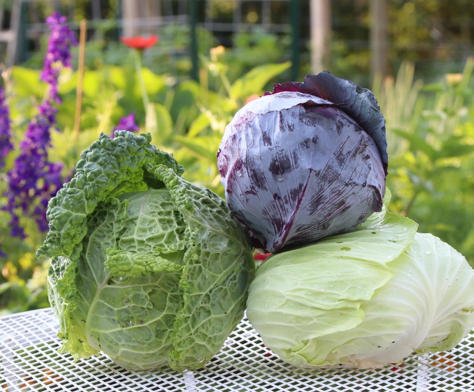 My Favorite Varieties: Brassicas