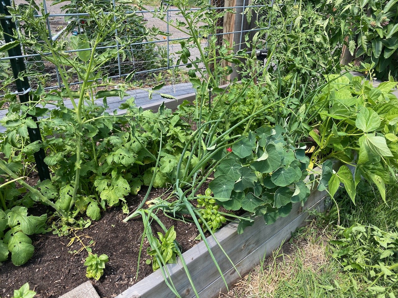 2022 Review: Intensively Planted Bed