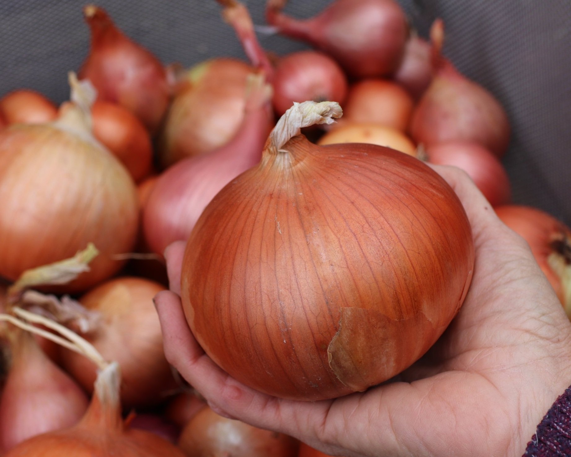 My Favorite Varieties: Onions, Shallots & Garlic