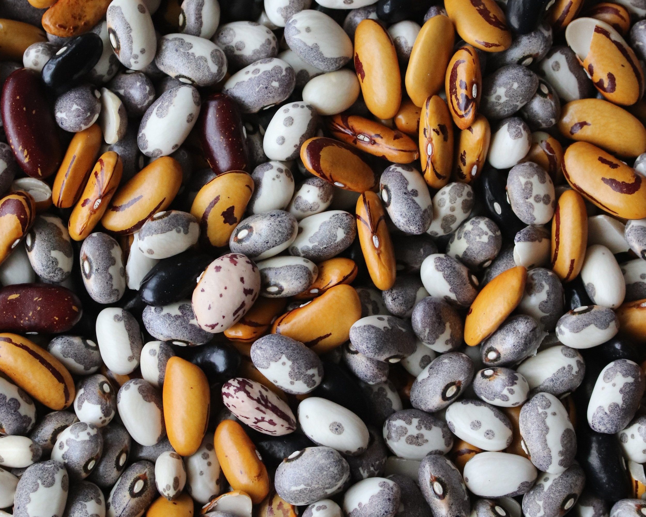 Favorite Varieties: Dry Beans