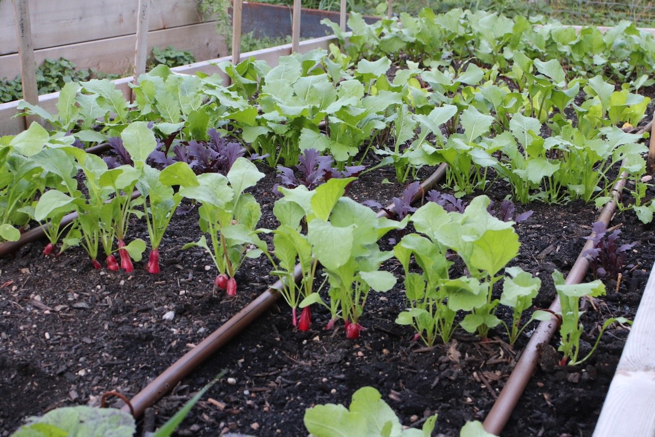 My Favorite 30- to 40-Day Varieties