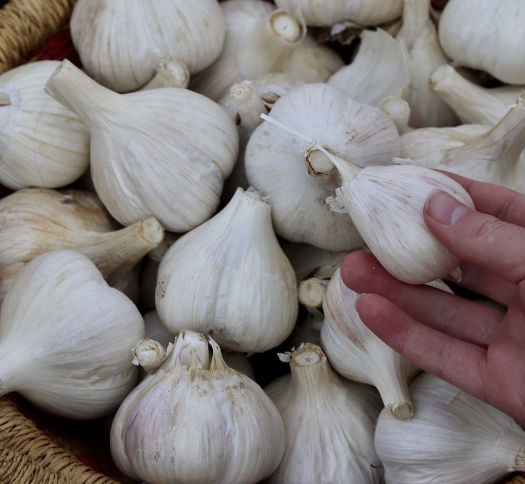 When to Plant Garlic