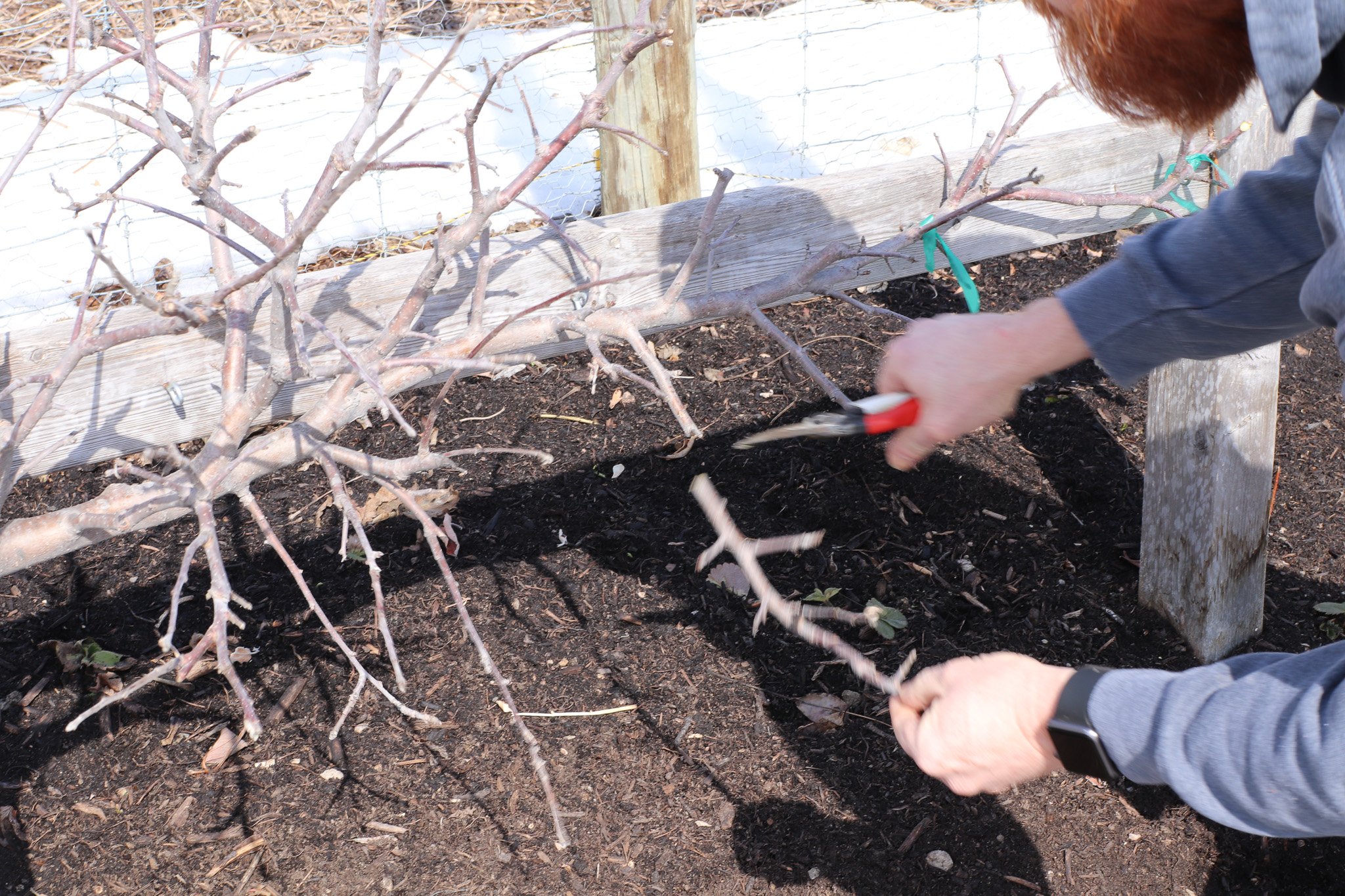 Pruning Espalier Trees