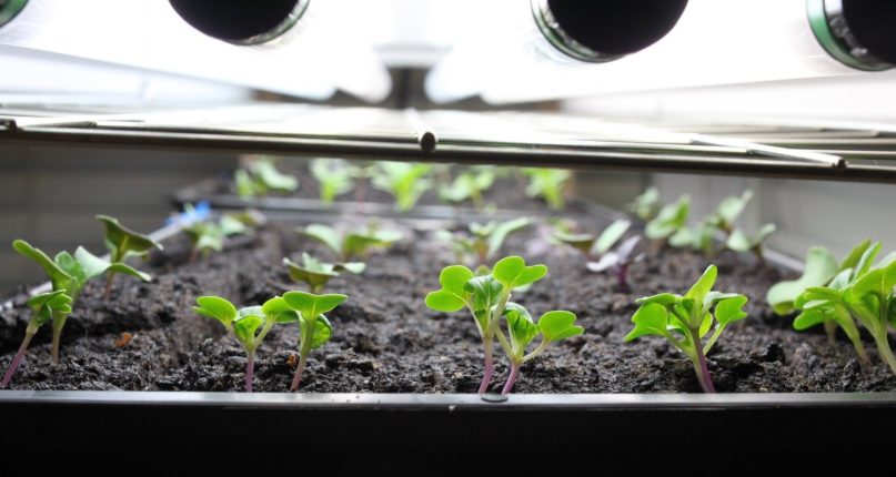 Grow Lights for Indoor Seed Starting - Seed to Fork - Best Grow Lights For Starting Seeds Indoors