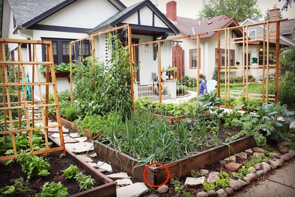 Urban front yard raised bed garden. 