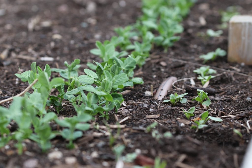 A row of spring peas and radishes.