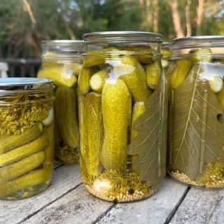 Quart and pint jars of canned dill pickles on an outdoor table in summer