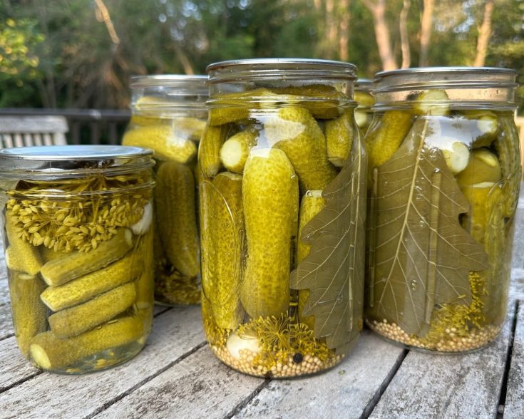 Quart and pint jars of canned dill pickles on an outdoor table in summer