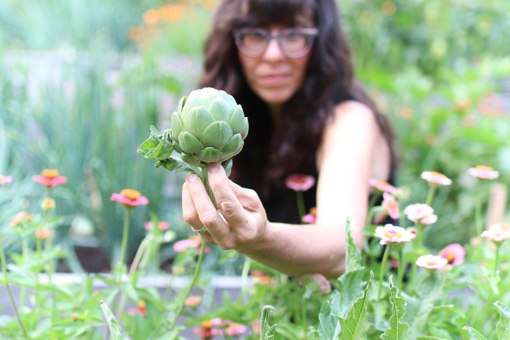 Meg's first artichoke harvest.