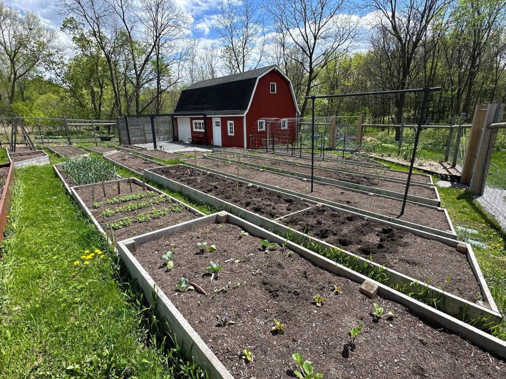 Positioning fall cabbages to ensure still in full sun come fall. 