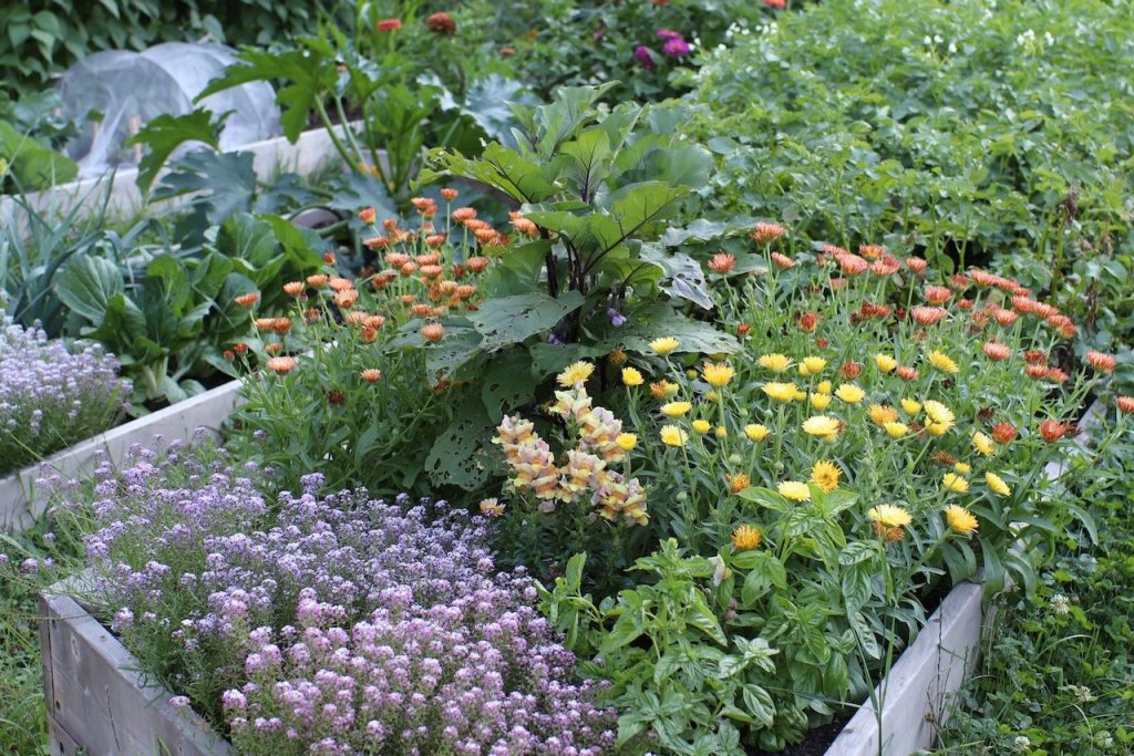 Eggplant growing with alyssum, snapdragons, and calendula.