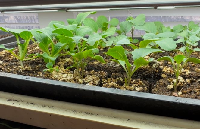 photo of bok choy, broccoli, and cabbage seedlings under a grow light.