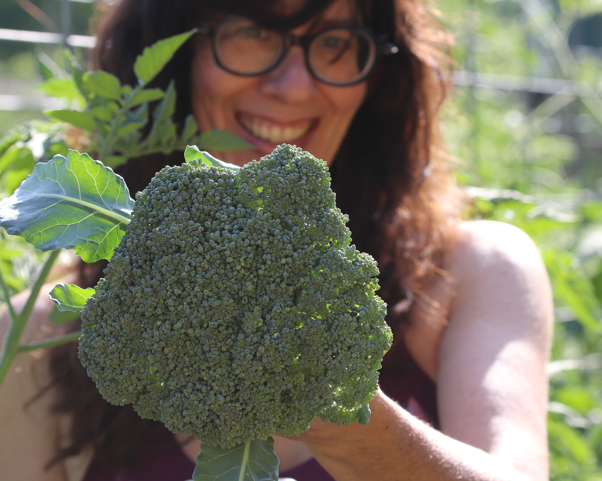 Managing Brassica Pest Pressure