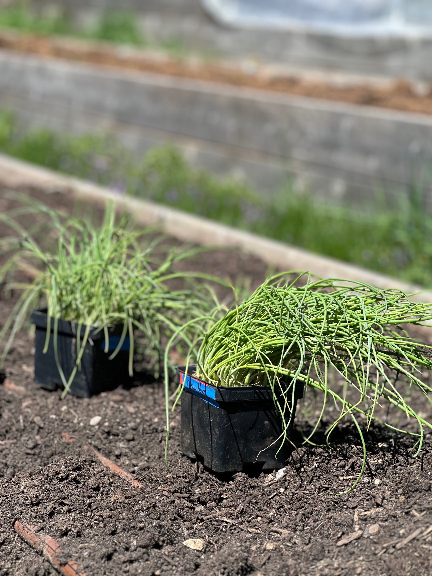 Laying out the garden