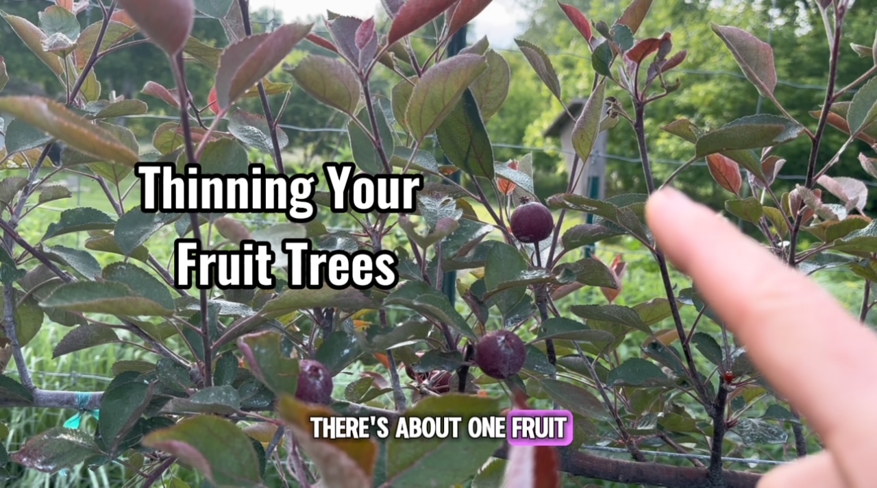 Thinning Fruit Trees